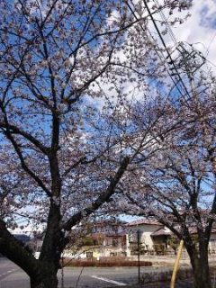 桜満開(*´∀`)♪