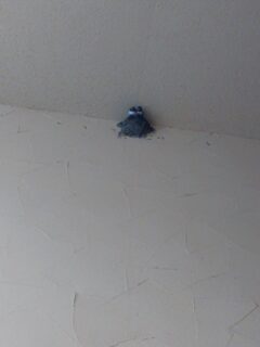 お久しぶりです