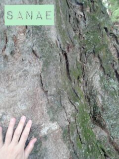 おはようございます♪…さなえです♪