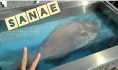 こんばんは…さなえです♪