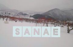 おはようございます♪…さなえです♪