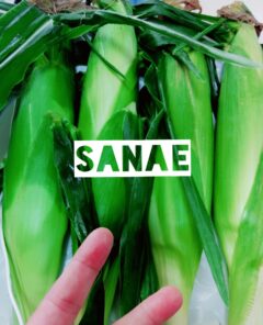 おはようございます♪…さなえです♪