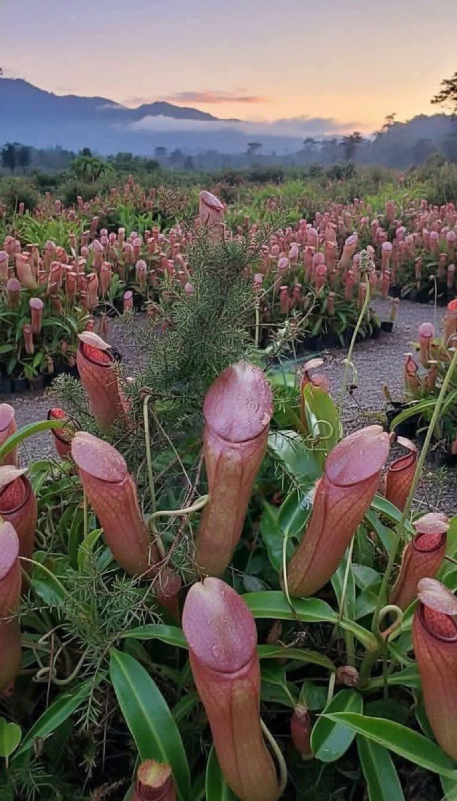 ネペンテスサングイネア